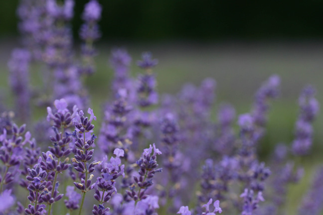 Soft-focus lavender blooms