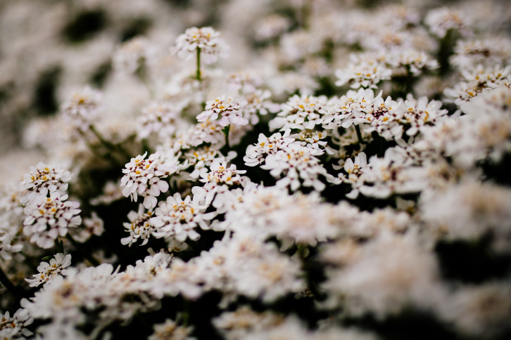 A bank of small white flowers