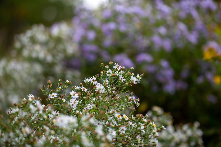 Wild daisies against purple blooms