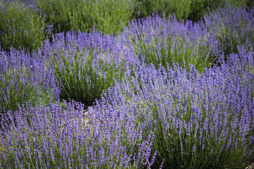 Rows of lavender in a field