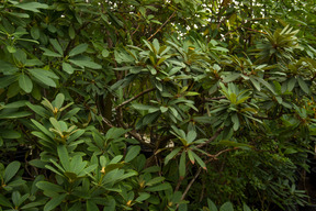 Deep green foliage